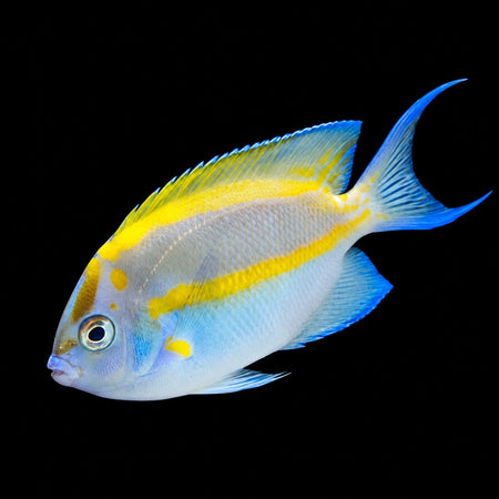 Bellus Angelfish male (Genicanthus bellus) – Strictly Fish & Corals Miami