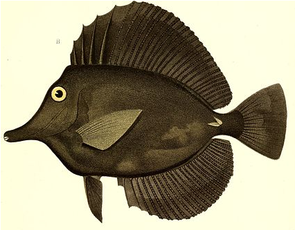 Black Tang (Zebrasoma rostratum) - Strictly Fish Miami
