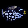 Clown Triggerfish (Balistoides conspicillum)