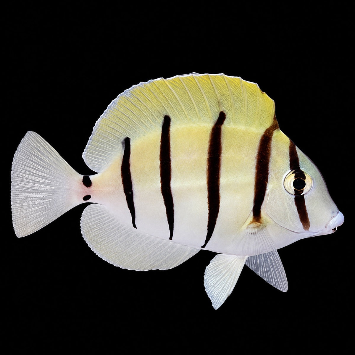 Convict Tang (Acanthurus triostegus) – Strictly Fish & Corals Miami
