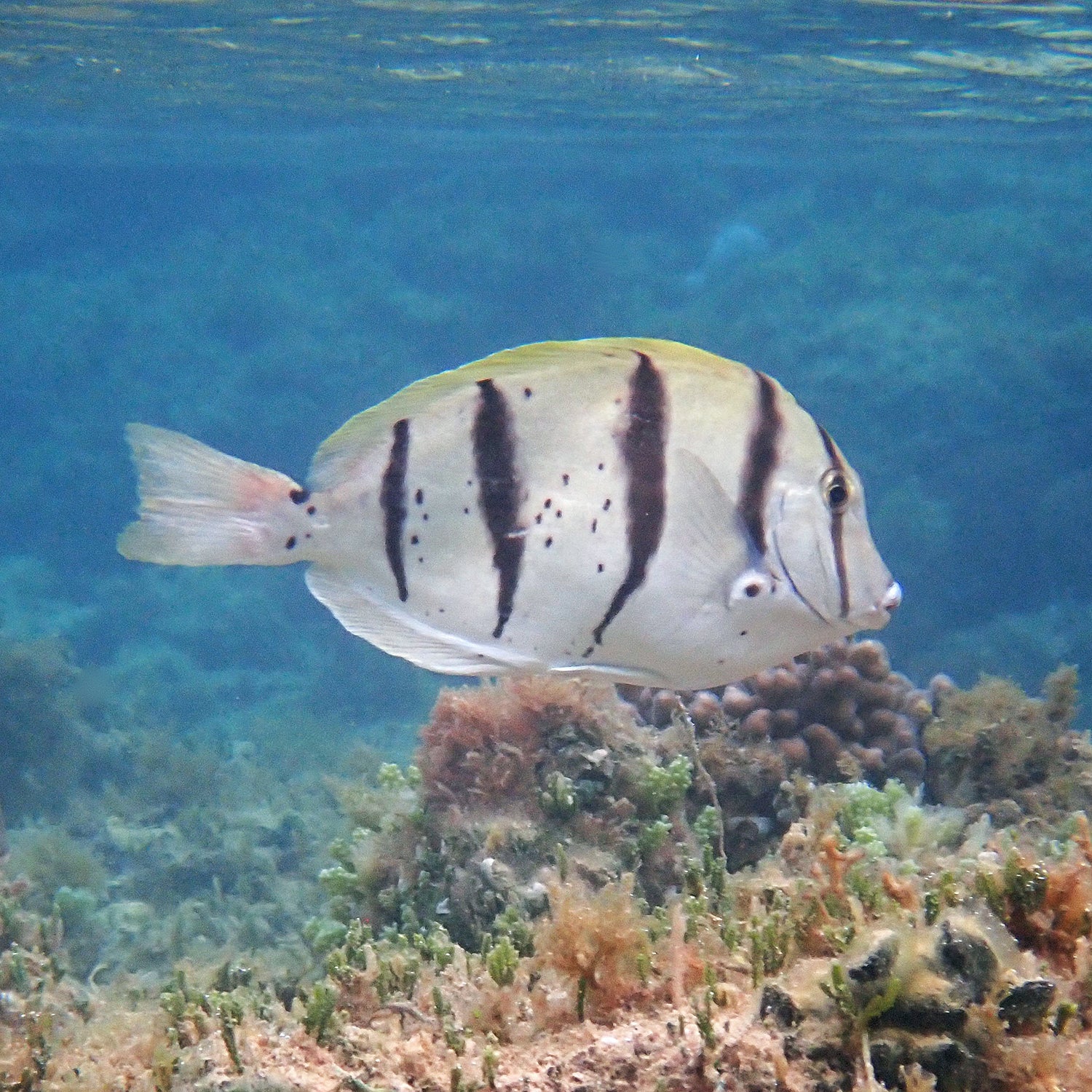 Convict Tang (Acanthurus triostegus) - Strictly Fish Miami