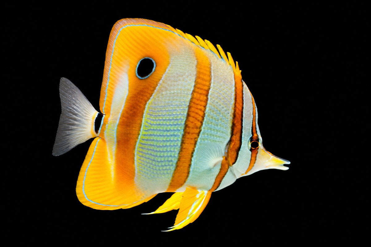 Copperband Butterflyfish (Chelmon rostratus) – Strictly Fish & Corals Miami