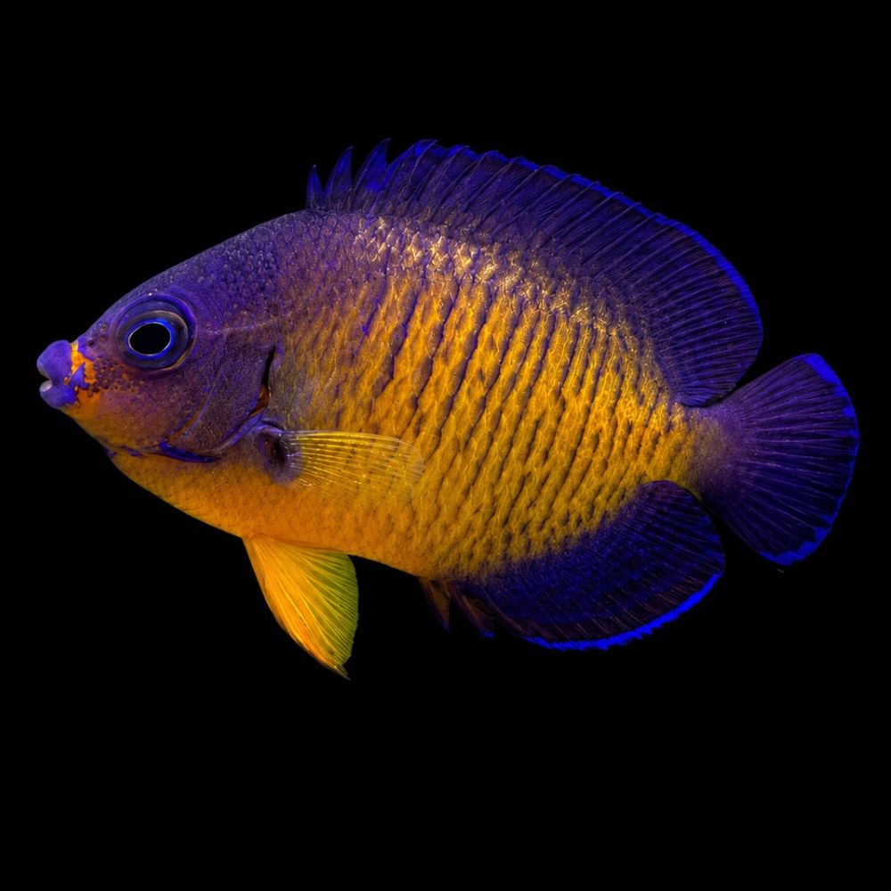 Coral Beauty (Centropyge bispinosa)