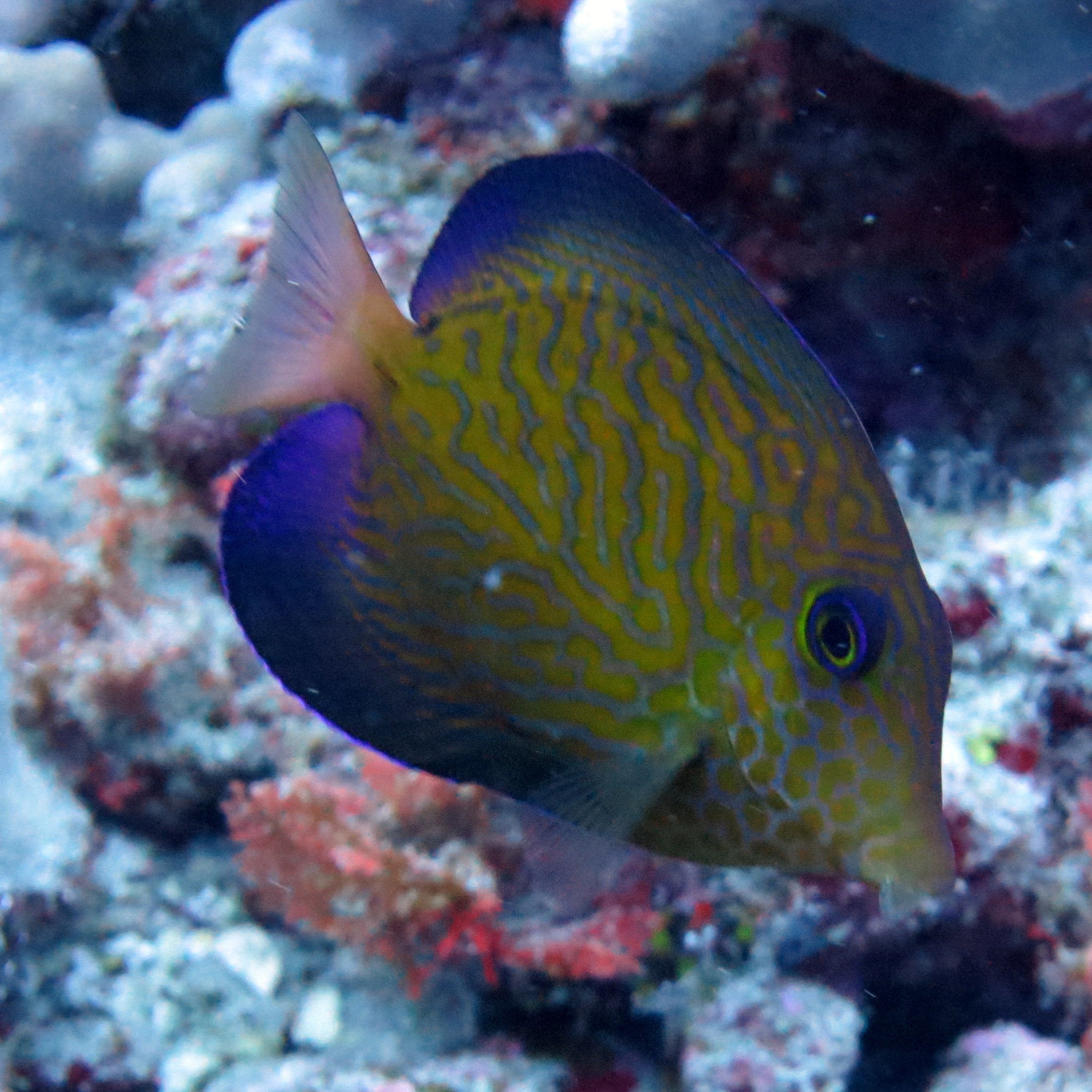 Chevron Tang (Ctenochaetus hawaiiensis) - Strictly Fish Miami