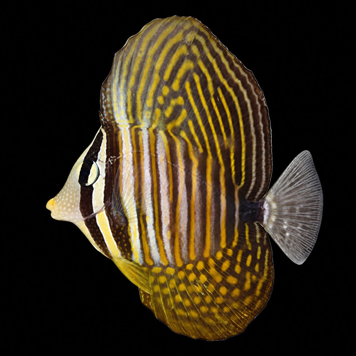 Desjardin's Sailfin Tang (Zebrasoma desjardinii) – Strictly Fish & Corals Miami
