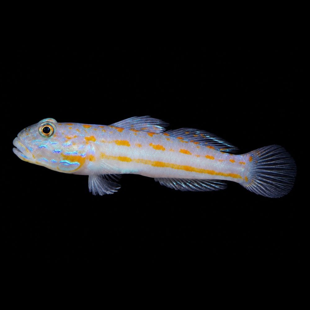Diamond Goby (Valenciennea puellaris)