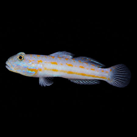 Diamond Goby (Valenciennea puellaris)