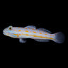 Diamond Goby (Valenciennea puellaris)