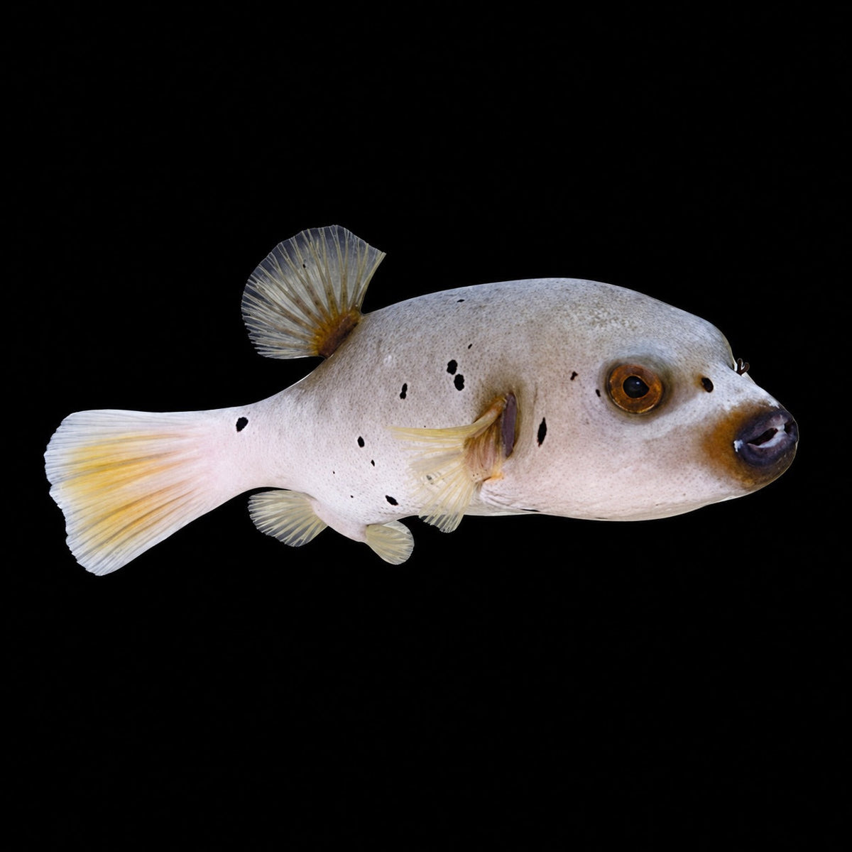 Dogface Puffer (Arothron nigropunctatus) – Strictly Fish & Corals Miami