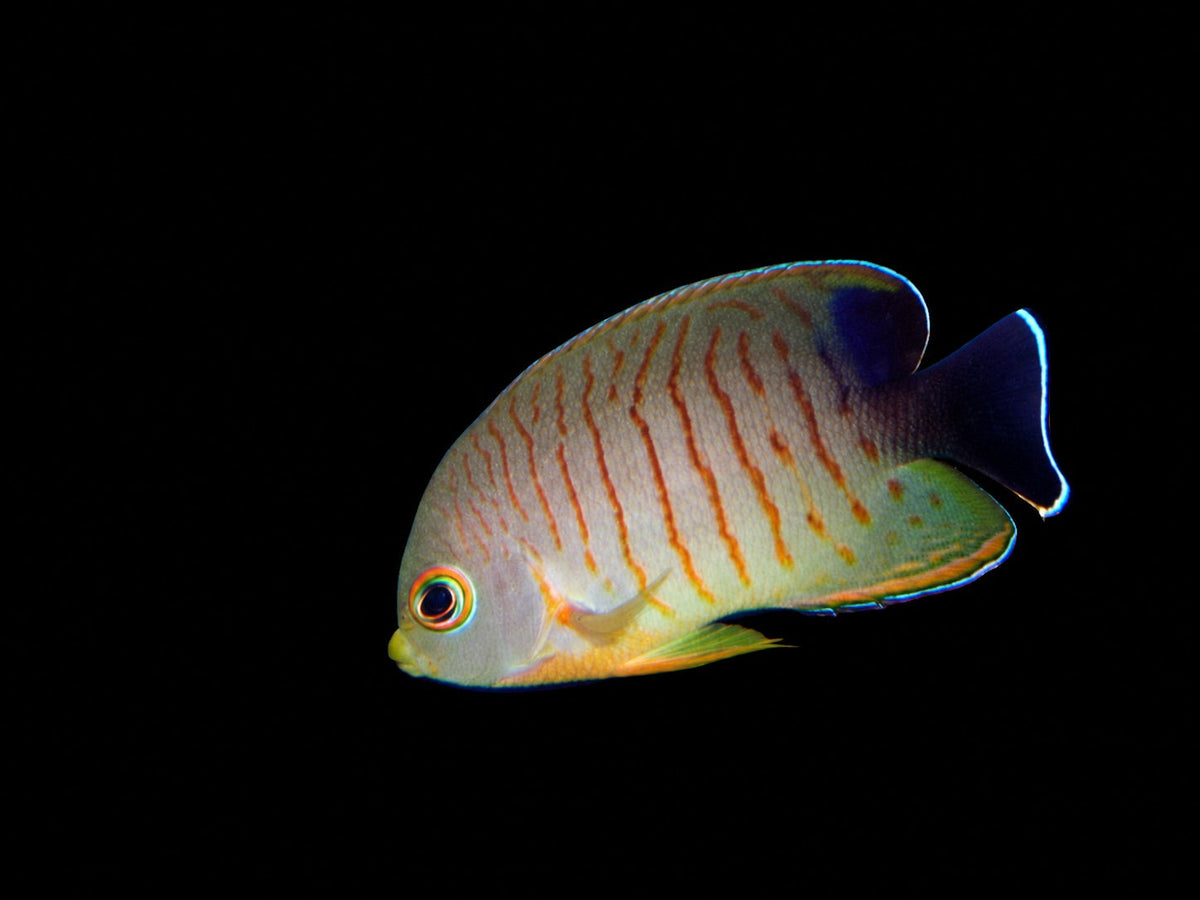 Eibl's Angelfish (Centropyge eibli) – Strictly Fish & Corals Miami