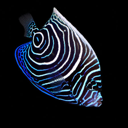 Emperor Angelfish juvenile (Pomacanthus imperator) – Strictly Fish & Corals Miami