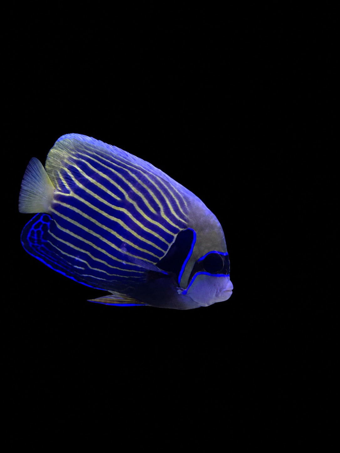 Emperor Angelfish subadult (Pomacanthus imperator) – Strictly Fish & Corals Miami