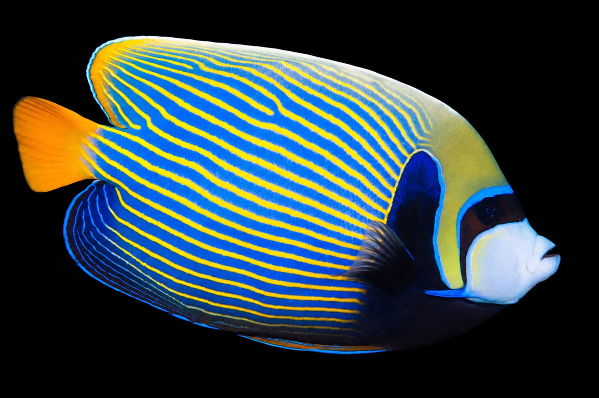 Emperor Angelfish adult (Pomacanthus imperator) – Strictly Fish & Corals Miami