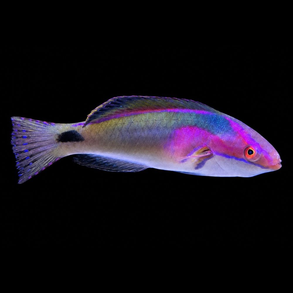 Exquisite Wrasse (Cirrhilabrus exquisitus)
