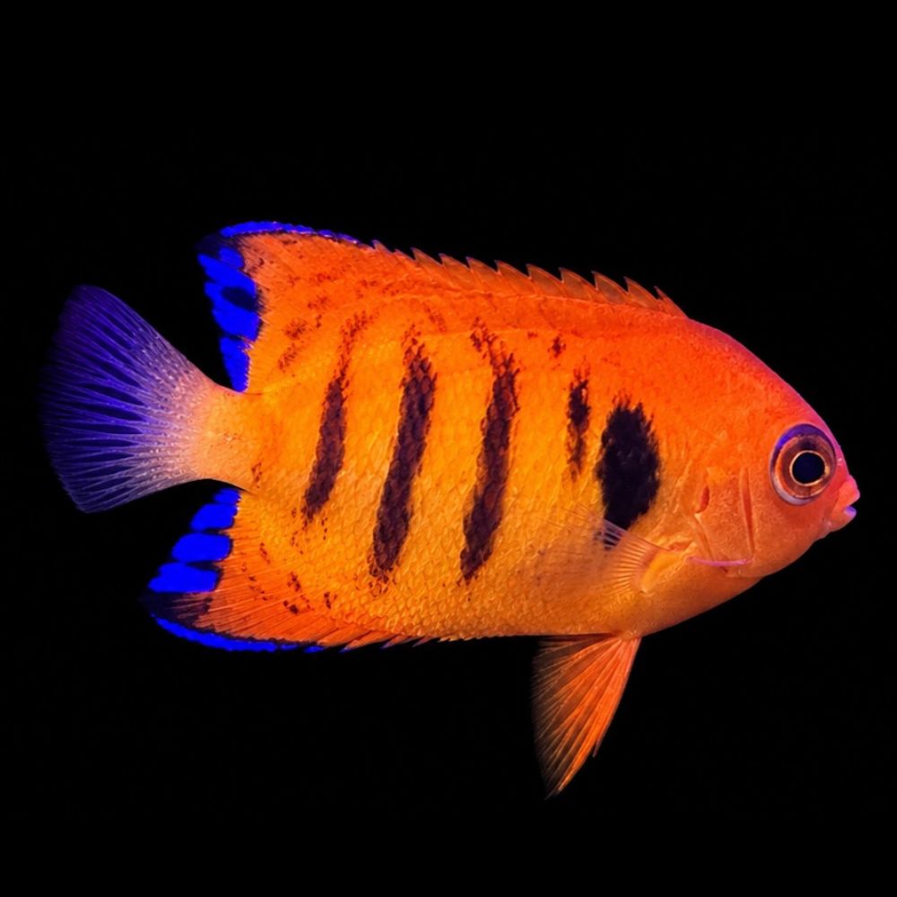 Flame Angelfish (Centropyge loricula)