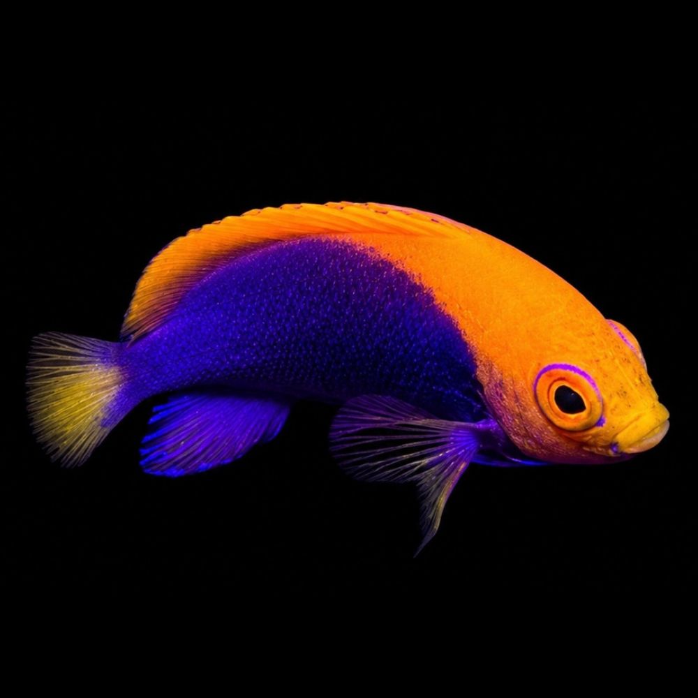 Flameback Angelfish (Centropyge aurantonotus)