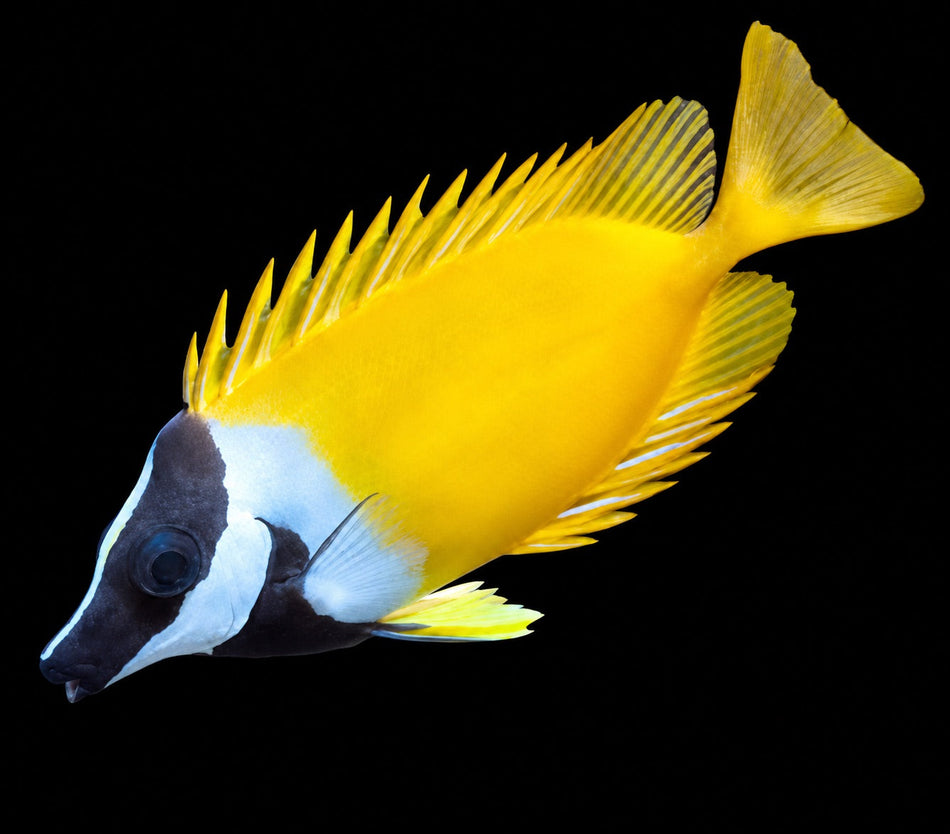 Foxface Lo Rabbitfish (Siganus vulpinus) – Strictly Fish & Corals Miami