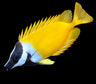Foxface Lo Rabbitfish (Siganus vulpinus) – Strictly Fish & Corals Miami