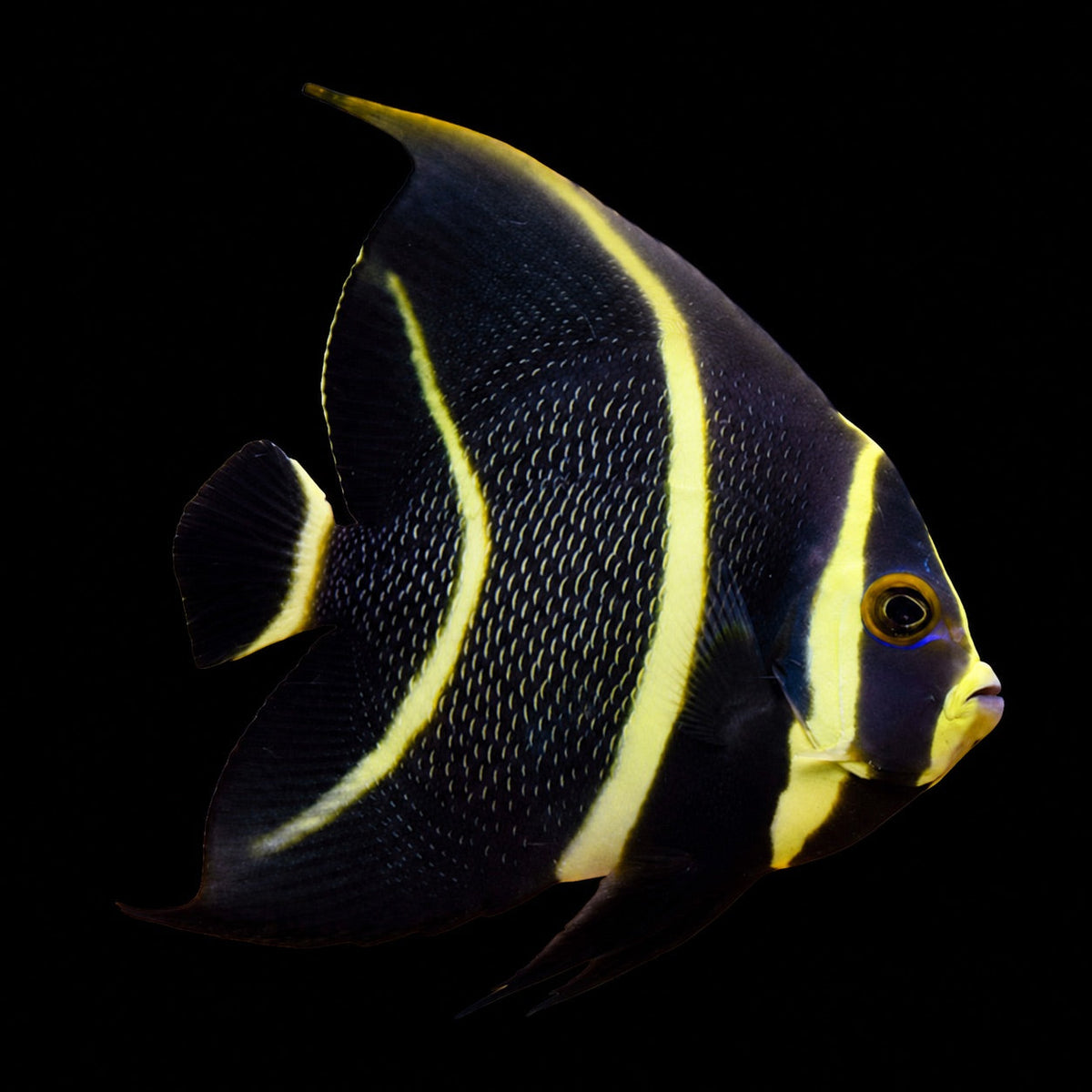French Angelfish juvenile (Pomacanthus paru) – Strictly Fish & Corals Miami