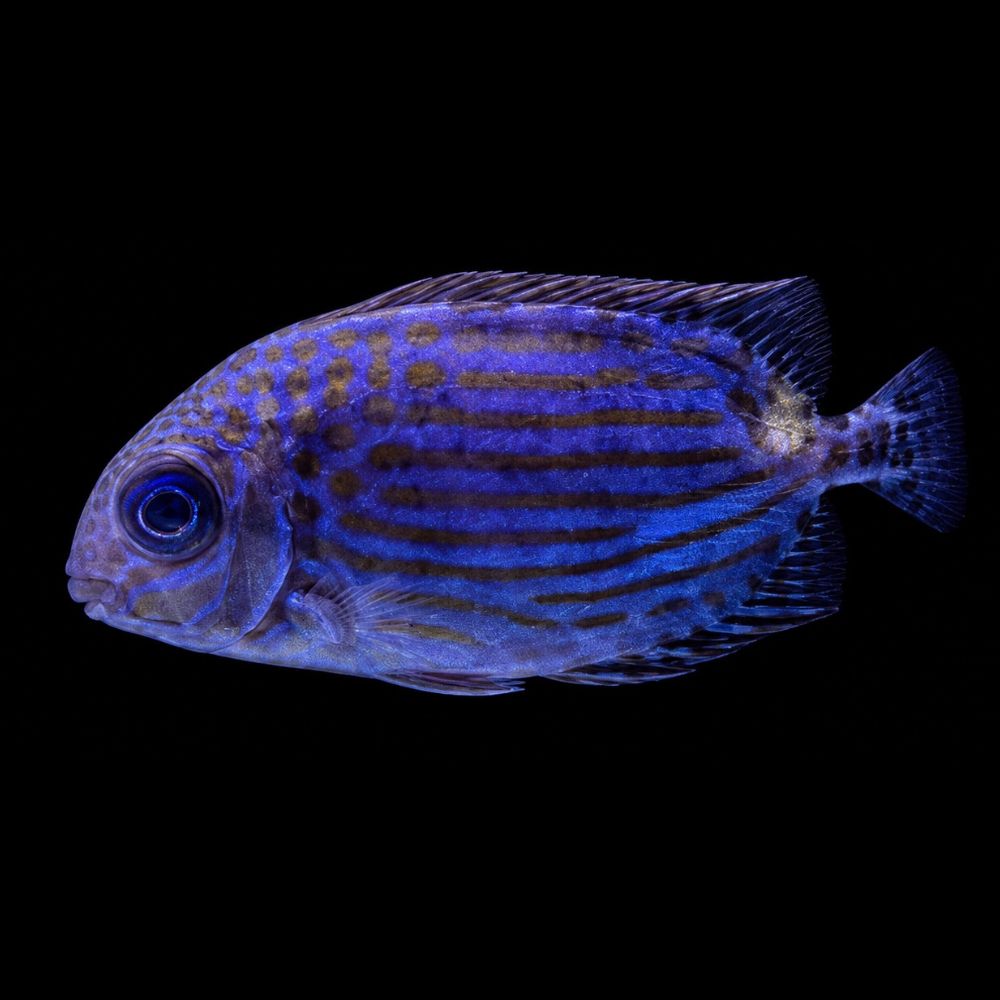 Gold Spot Rabbitfish (Siganus guttatus)