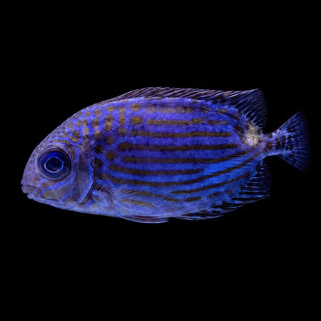 Gold Spot Rabbitfish (Siganus guttatus)