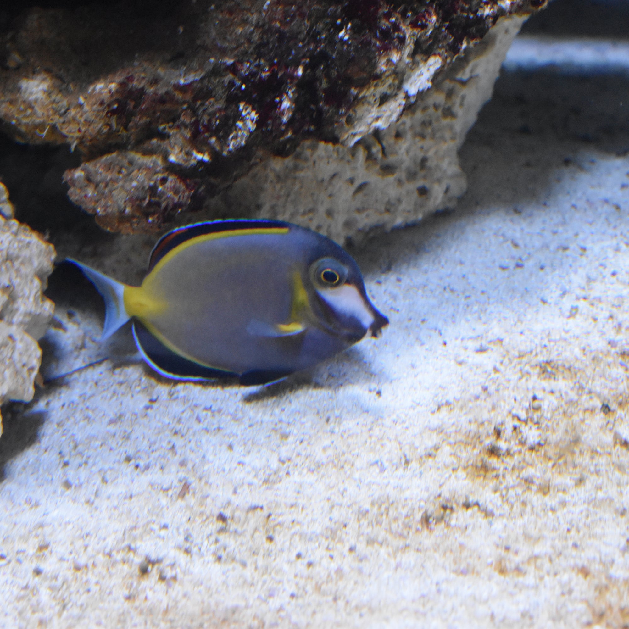 Powder Brown Tang (Acanthurus japonicus) - Strictly Fish Miami