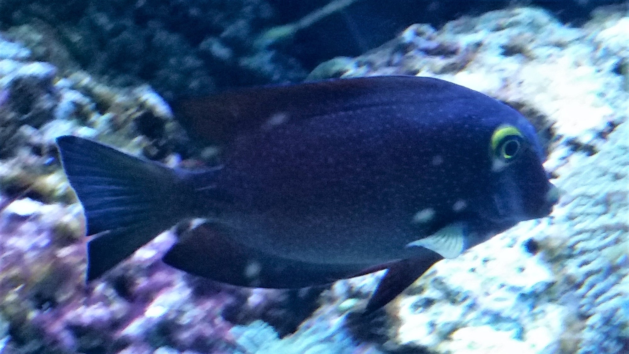 Kole Tang (Ctenochaetus strigosus) - Strictly Fish Miami