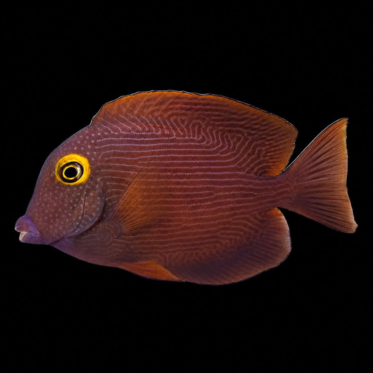 Kole Tang (Ctenochaetus strigosus) – Strictly Fish & Corals Miami