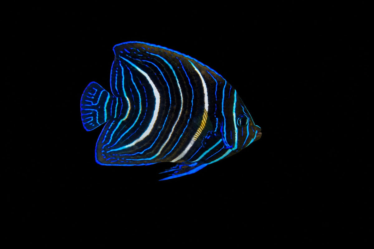 Koran Angelfish juvenile (Pomacanthus semicirculatus) – Strictly Fish & Corals Miami