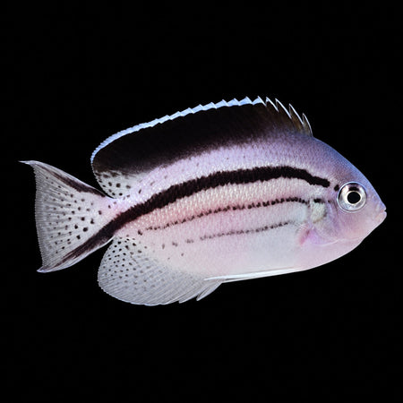 Lamarck's Angelfish (Genicanthus lamarck) – Strictly Fish & Corals Miami