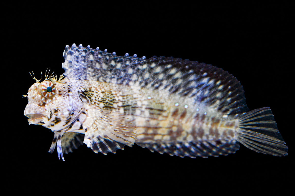 Lawnmower Algae Blenny (Salarias fasciatus) – Strictly Fish & Corals Miami
