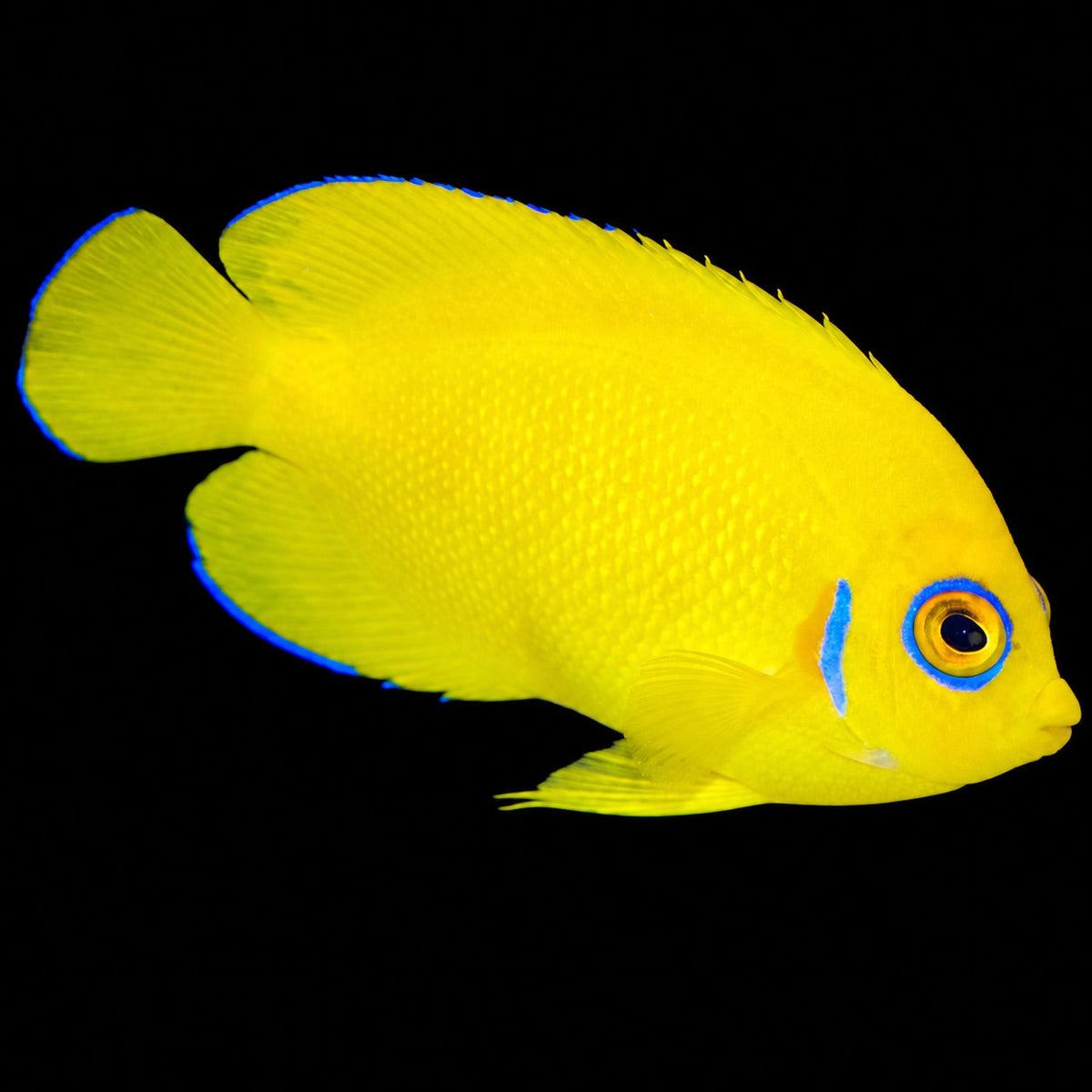 Lemonpeel Angelfish (Centropyge flavissima) – Strictly Fish & Corals Miami