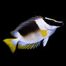 Magnificent Foxface (Siganus magnificus)