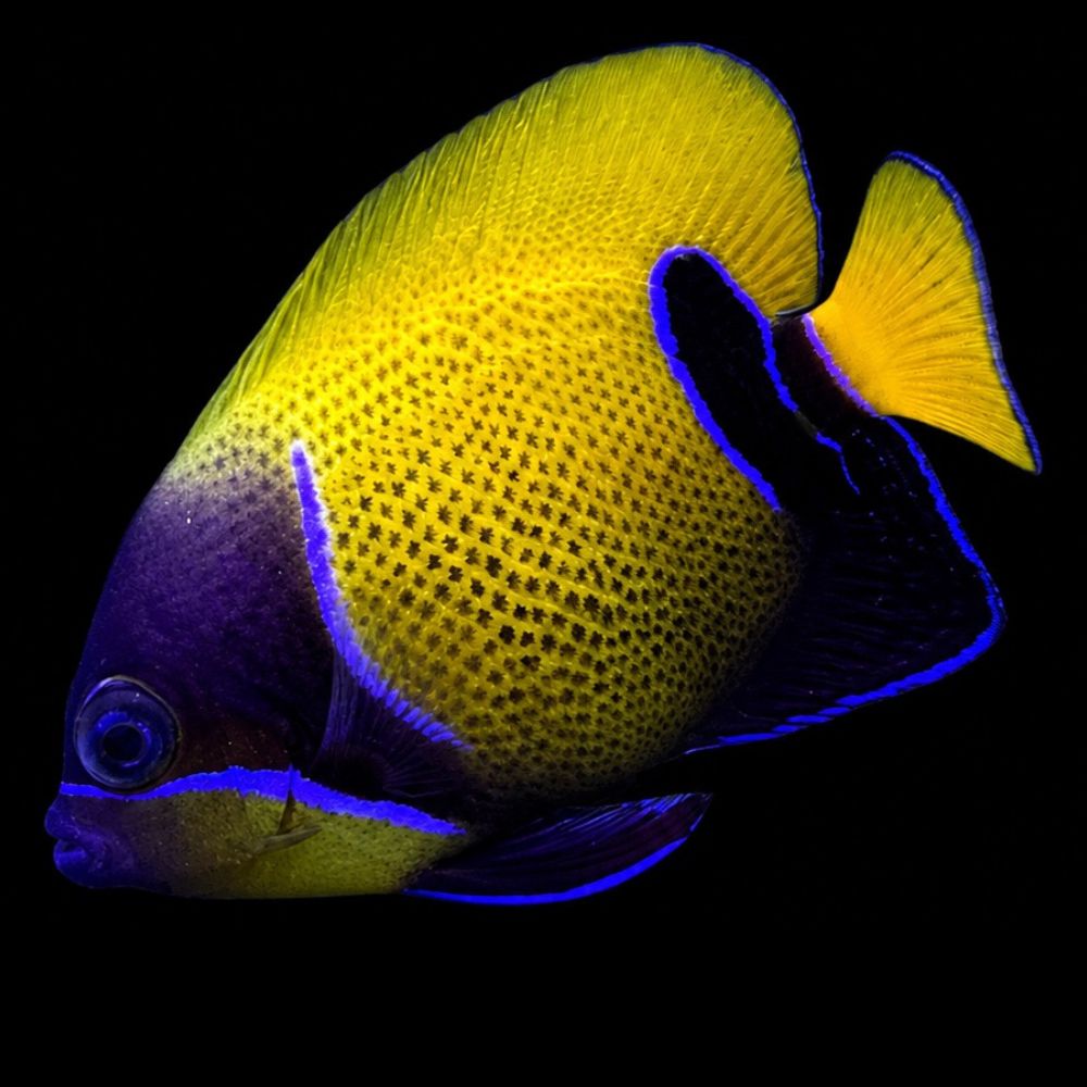 Majestic Angelfish (Pomacanthus navarchus)