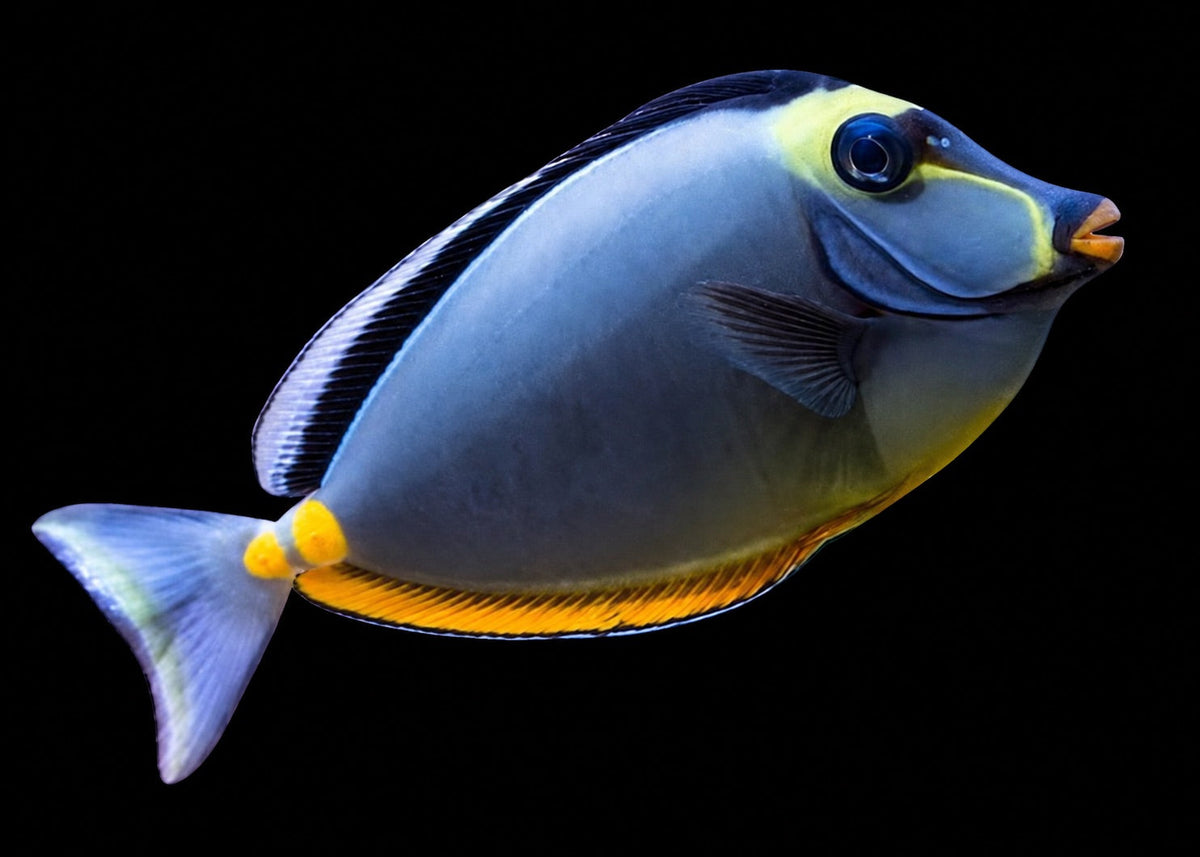Naso Tang (Naso lituratus) – Strictly Fish & Corals Miami
