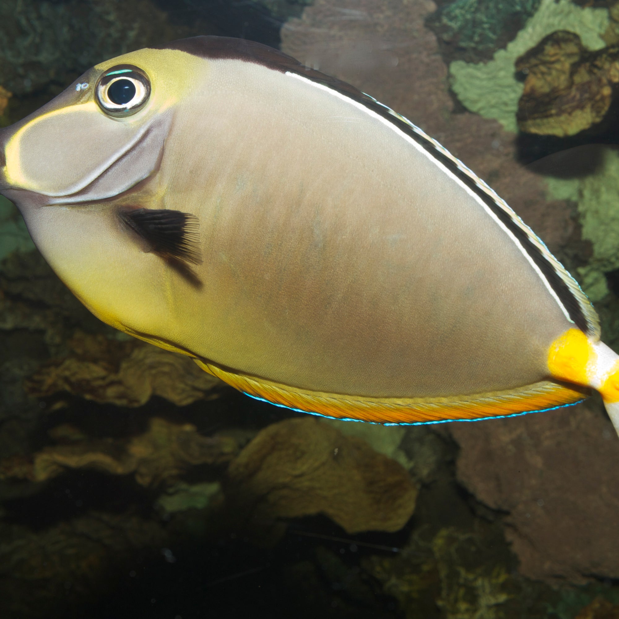 Naso Tang (Clown Tang) (Naso lituratus) - Strictly Fish Miami