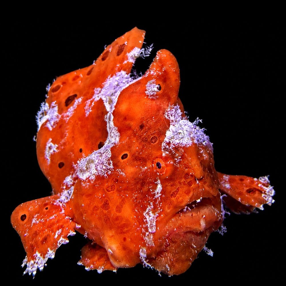 Orange Anglerfish