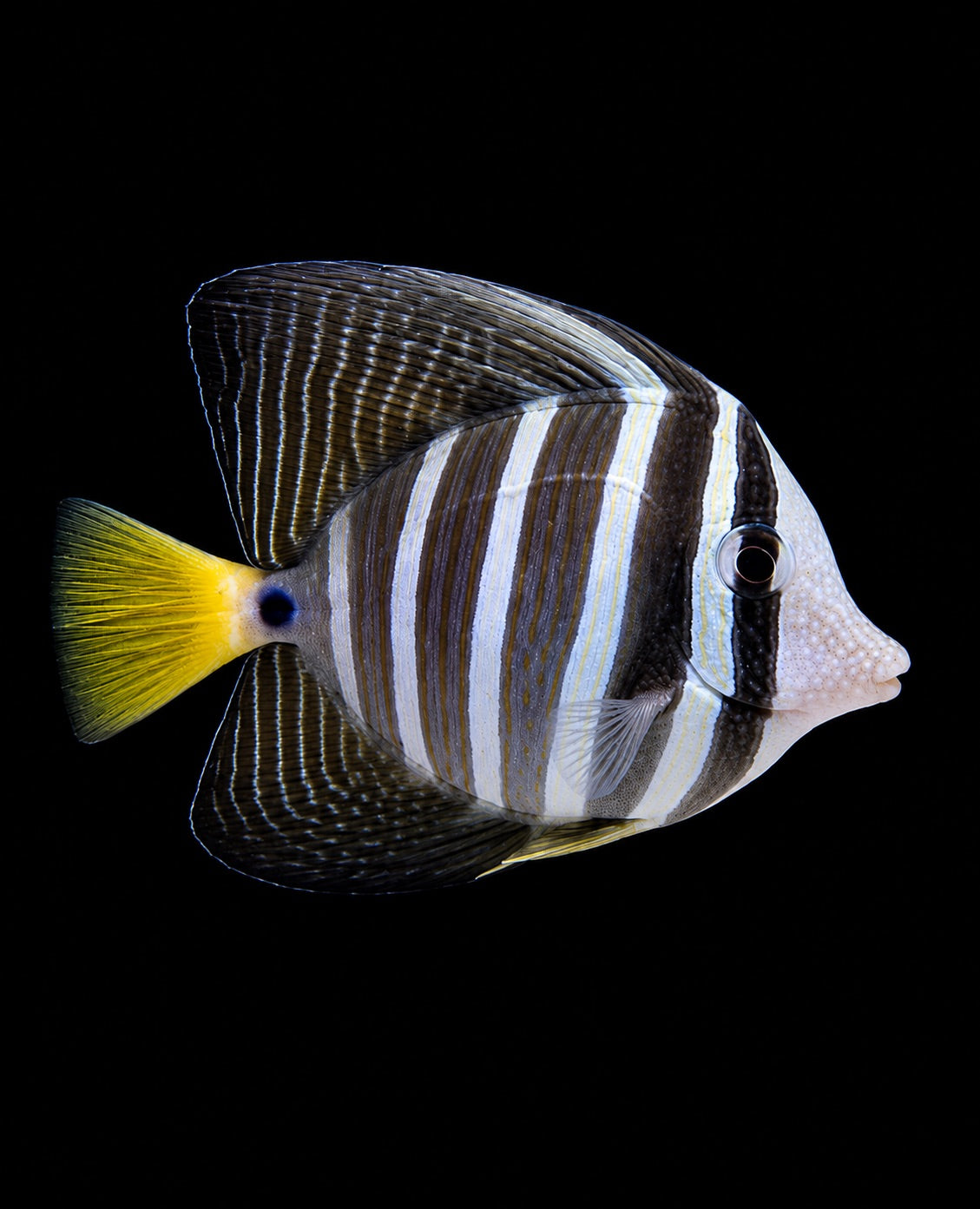 Pacific Sailfin Tang (Zebrasoma veliferum) – Strictly Fish & Corals Miami
