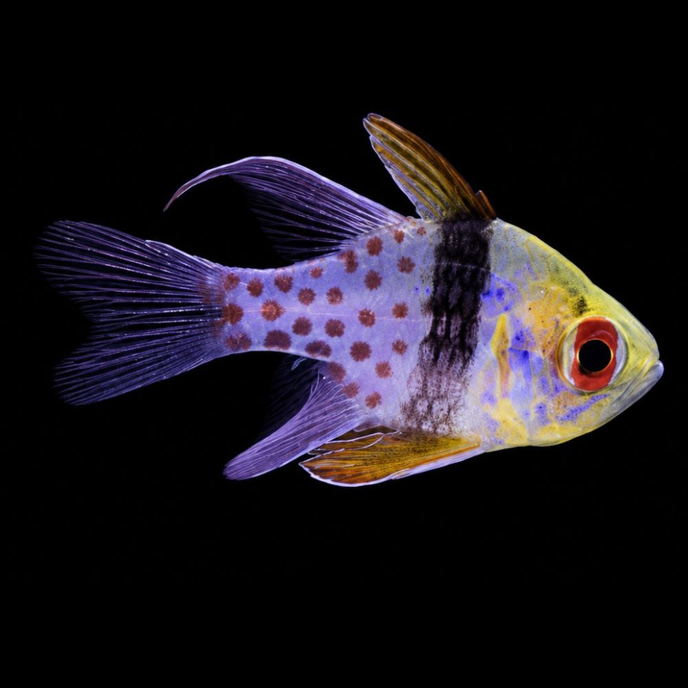 Pajama Cardinalfish (Sphaeramia nematoptera)