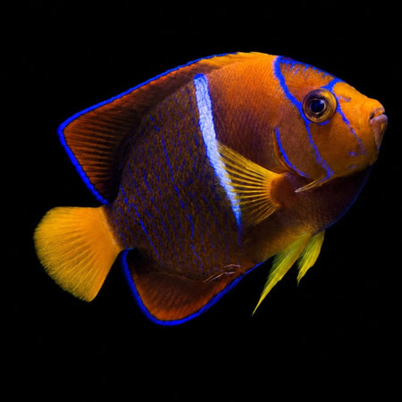 Passer Angelfish / King Angelfish (Holacanthus passer)