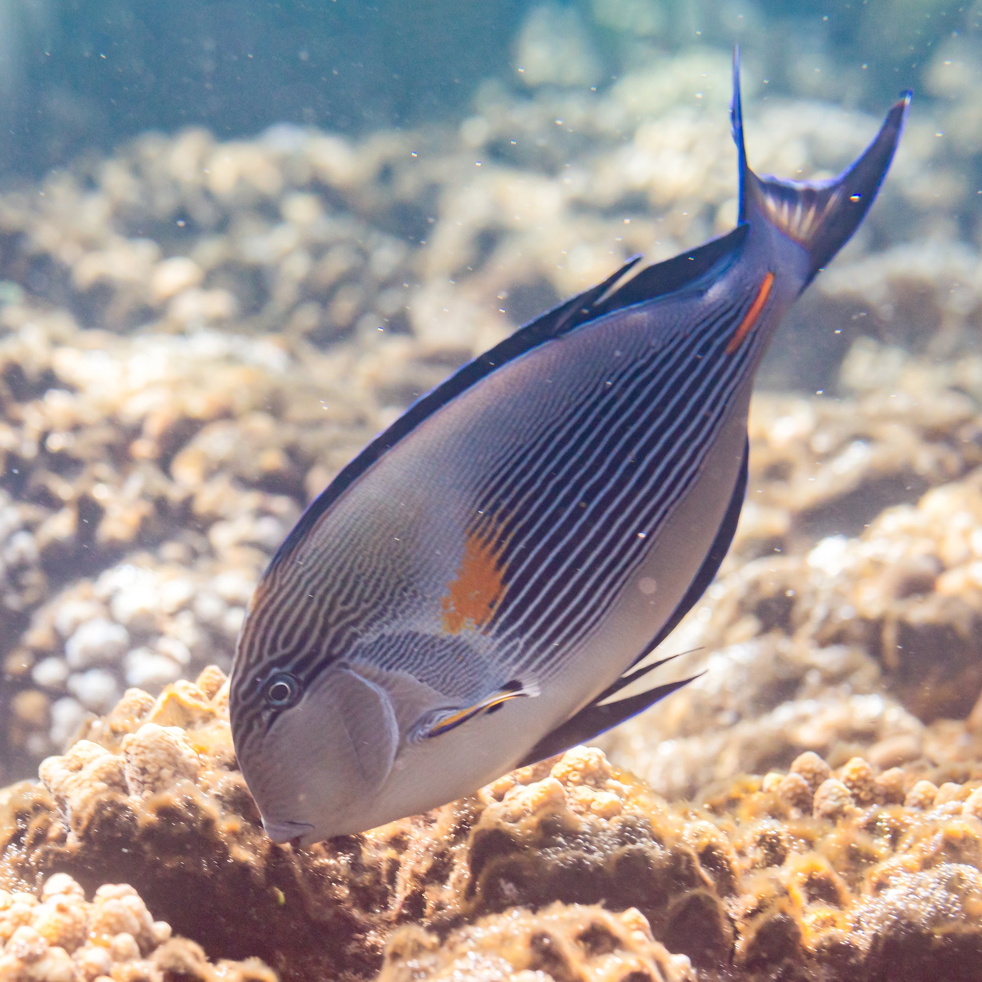 Sohal Tang (Acanthurus sohal) - Strictly Fish Miami
