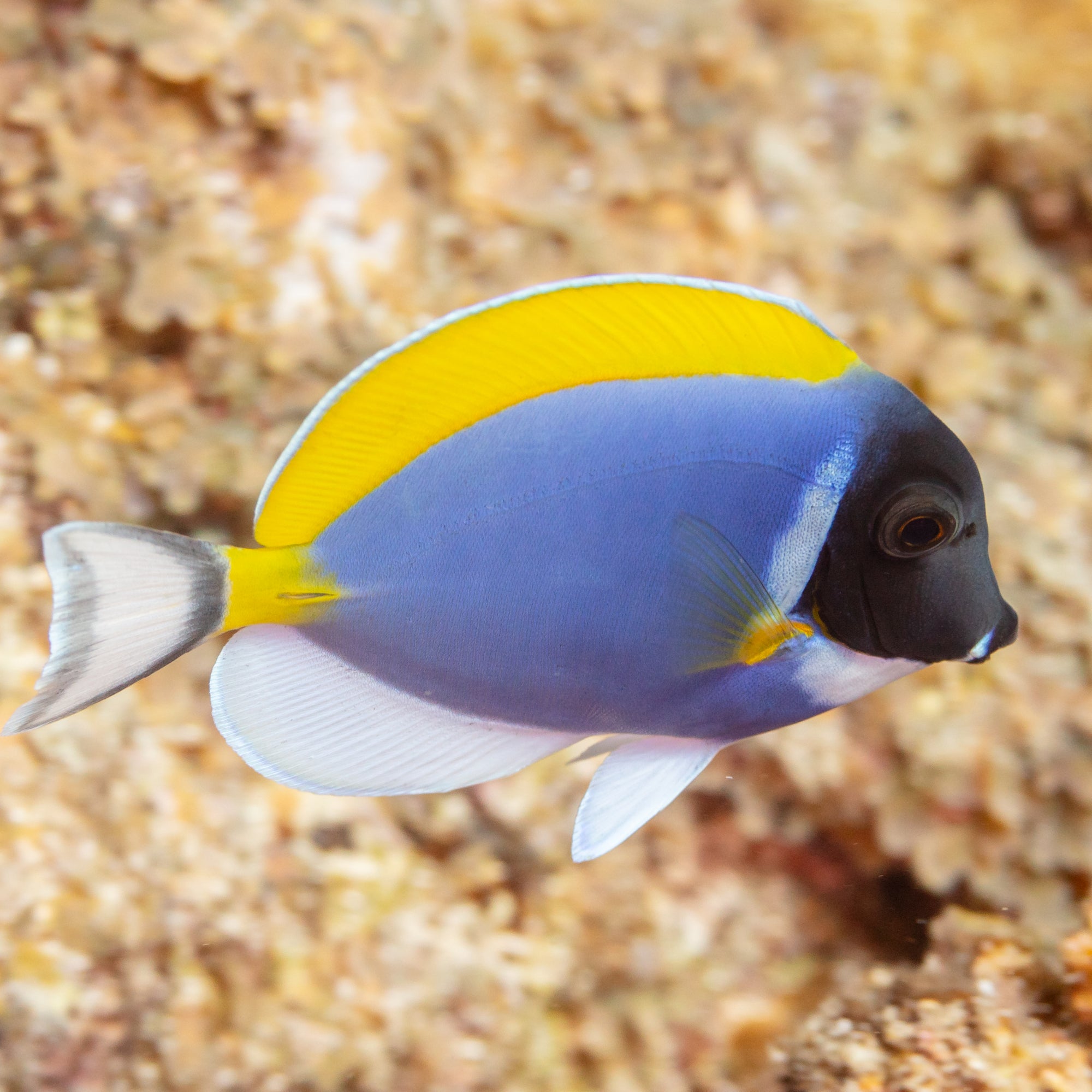 Powder Blue Tang (Acanthurus leucosternon) - Strictly Fish Miami