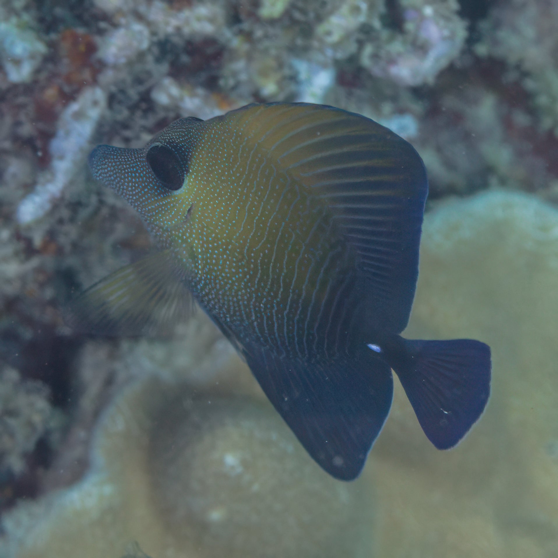 Scopas Tang (Brown Tang) (Zebrasoma scopas) - Strictly Fish Miami