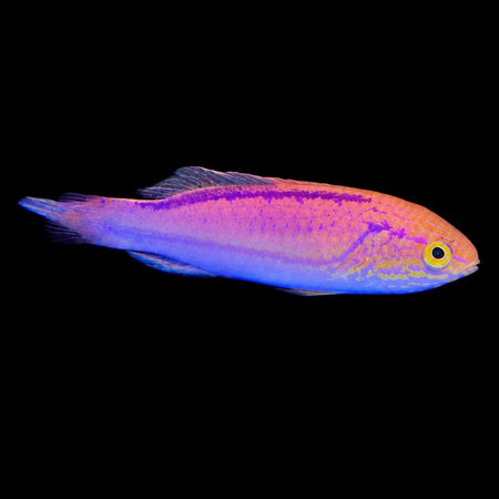 Pintail Wrasse (Anampses meleagrides)