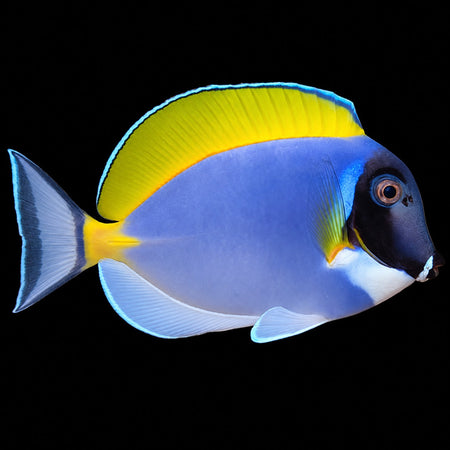 Powder Blue Tang (Acanthurus leucosternon) – Strictly Fish & Corals Miami
