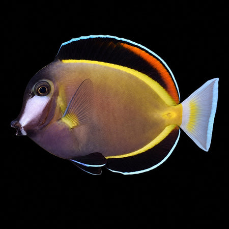 Powder Brown Tang (Acanthurus japonicus) – Strictly Fish & Corals Miami