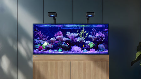 REEF-FRAME reef tank concept with corals