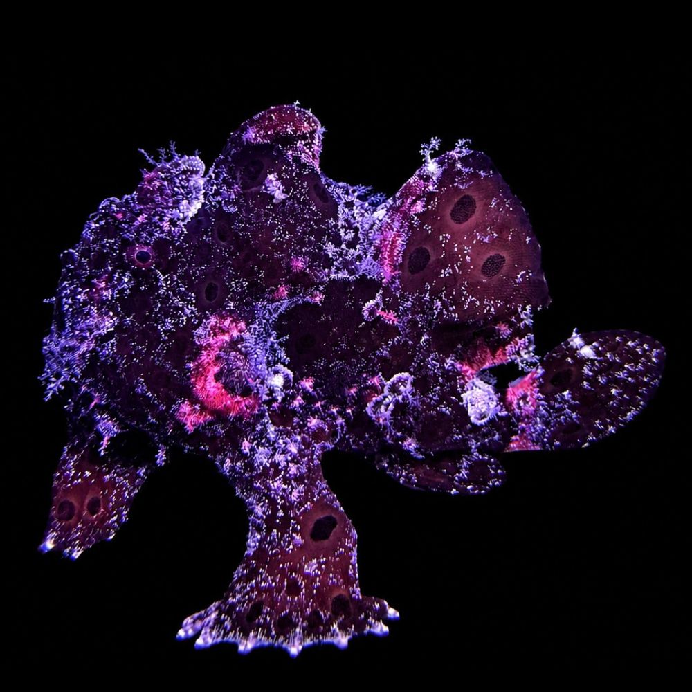 Red Anglerfish