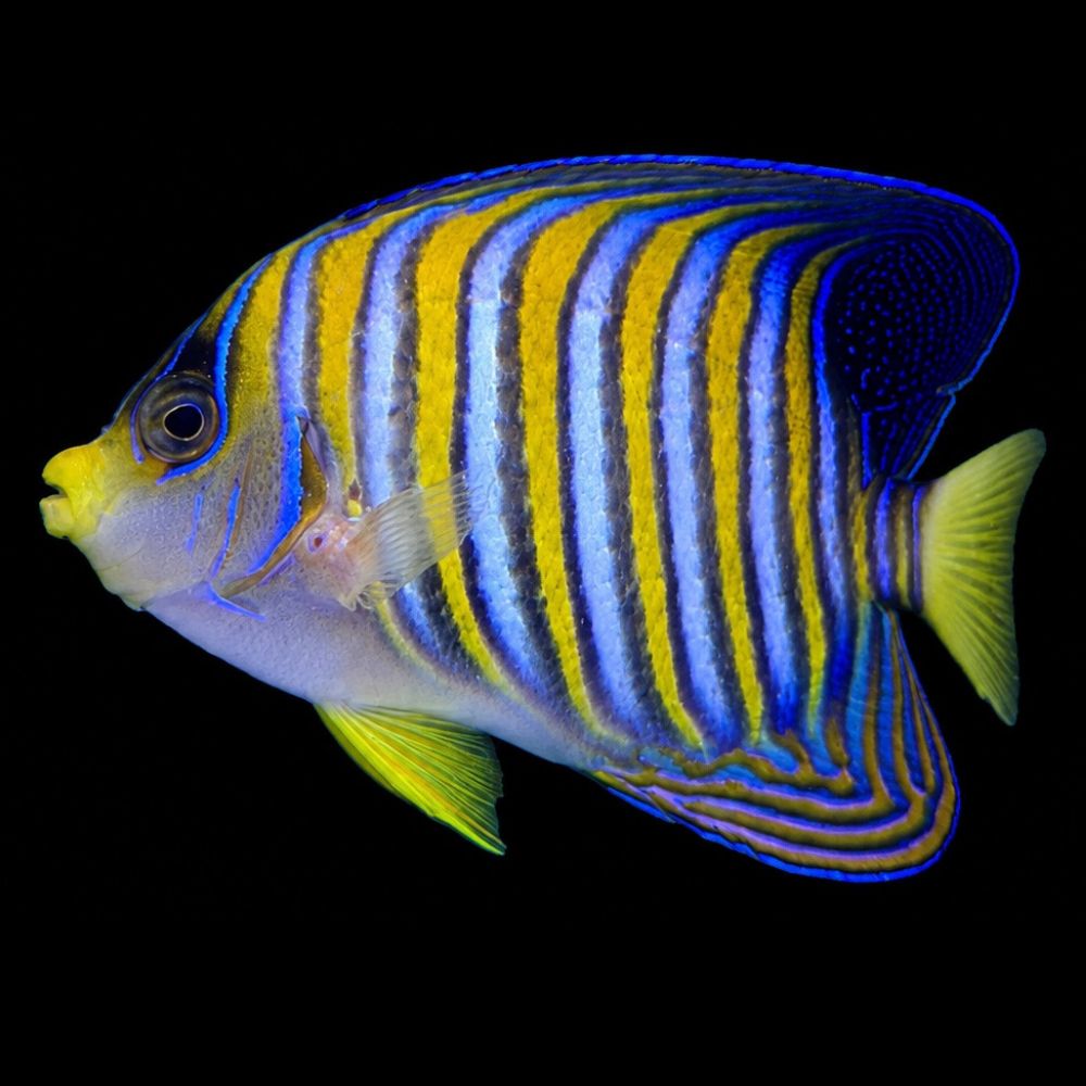 Regal Angelfish (Pygoplites diacanthus)