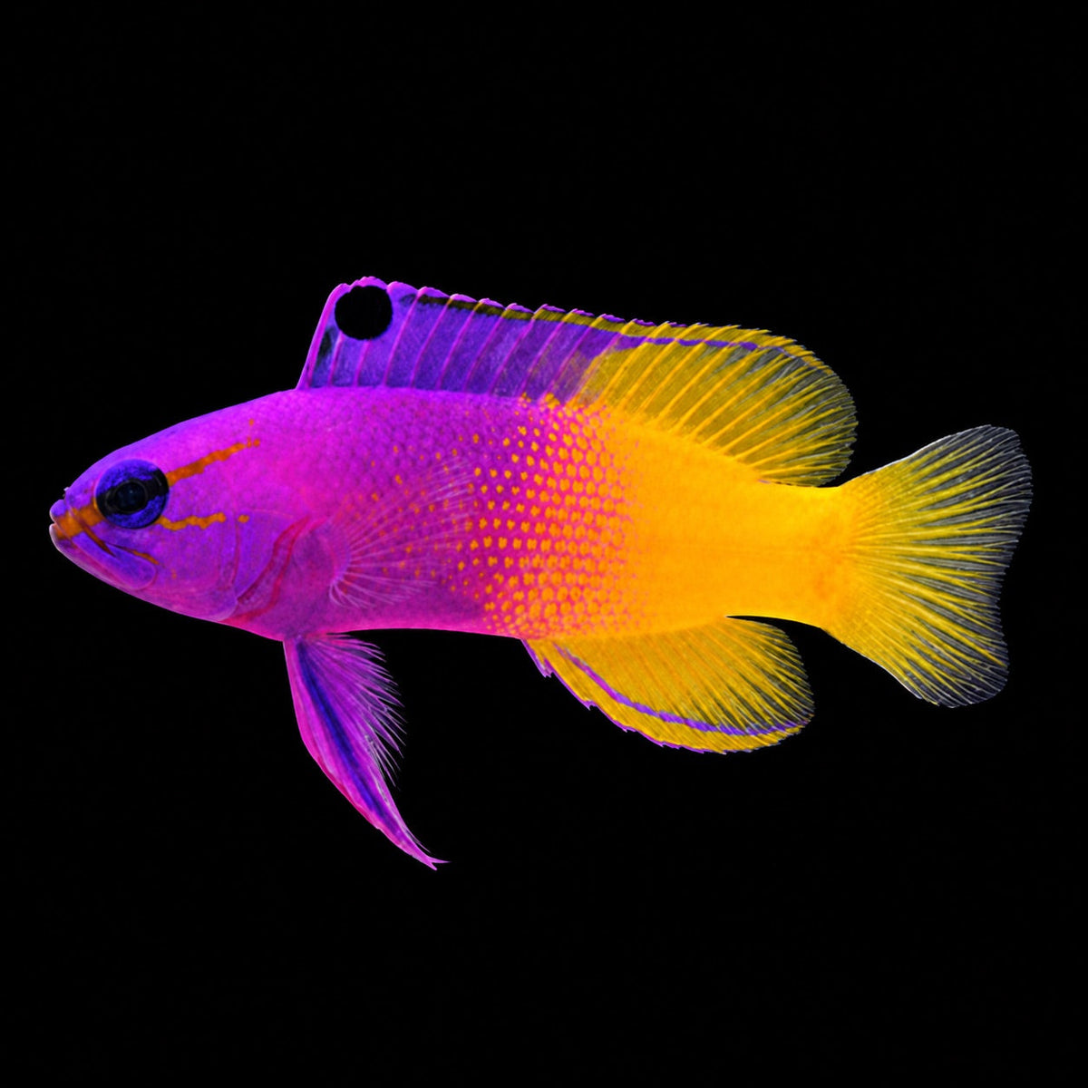 Royal Gramma (Gramma loreto) – Strictly Fish & Corals Miami